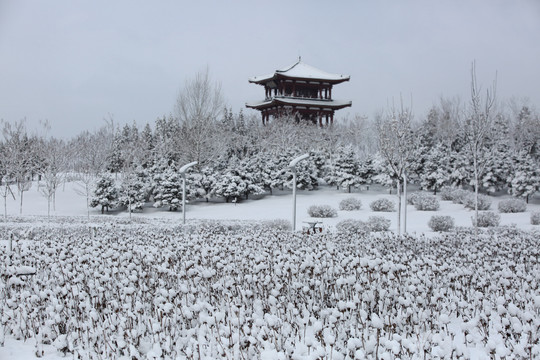 大雪