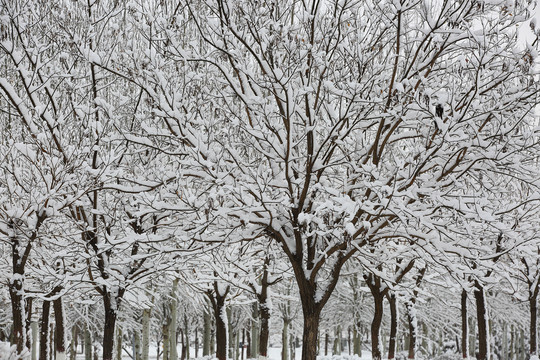 大雪