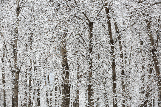 大雪