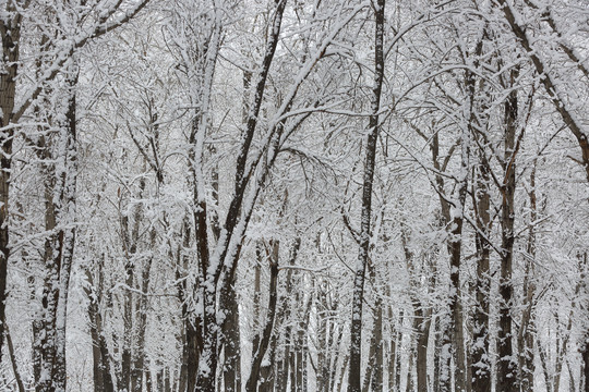 大雪