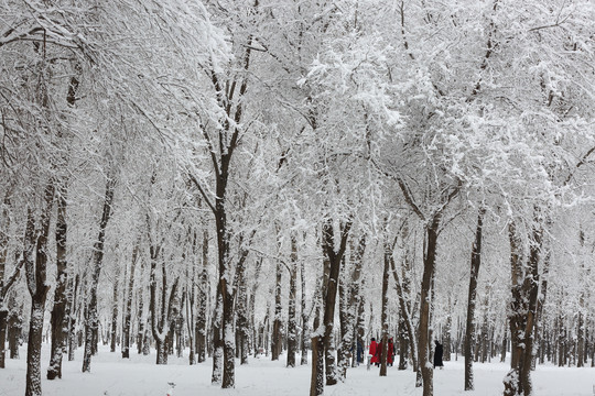 大雪