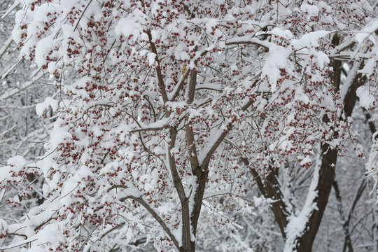 暴雪