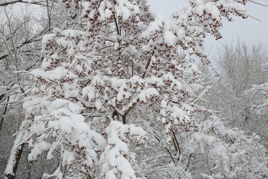 暴雪