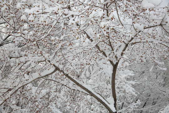 大雪