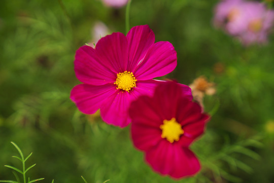 公园里盛开着的漂亮花朵