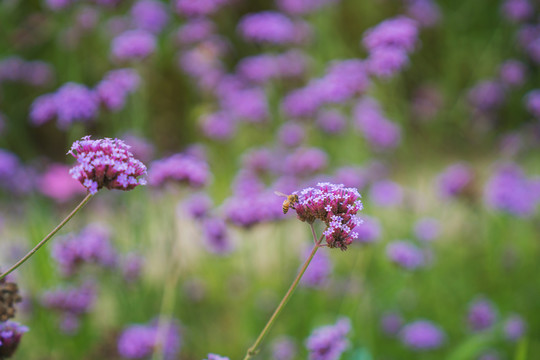 公园里盛开着的漂亮花朵