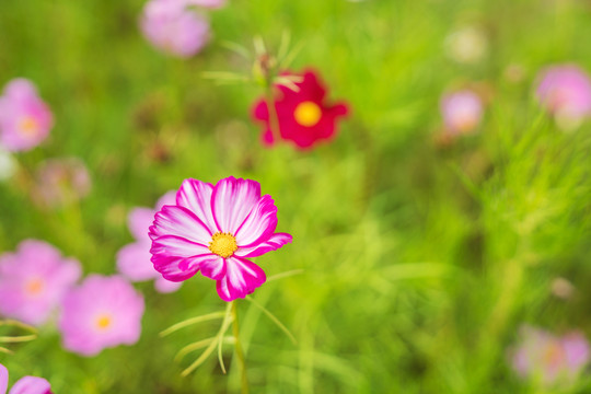 公园里盛开着的漂亮花朵