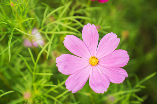 公园里盛开着的漂亮花朵