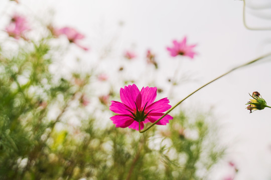 公园里盛开着的漂亮花朵