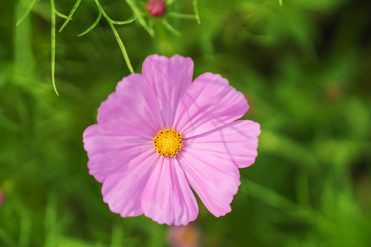 公园里盛开着的漂亮花朵