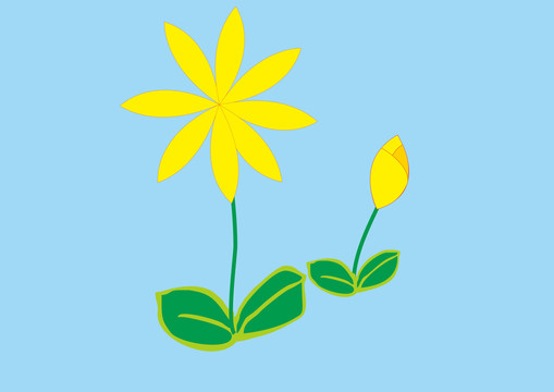 小黃花太陽花