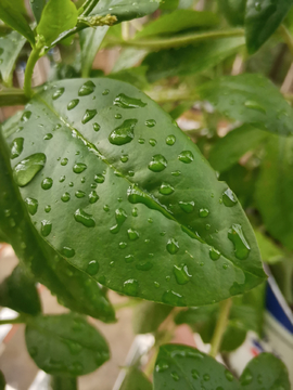 树叶上的雨滴