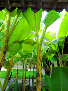 江南园林芭蕉树种植
