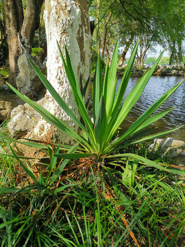 常绿植物丝兰