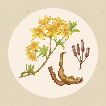 中藥鬧羊花原創(chuàng)手繪插畫