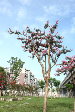 紫薇花树