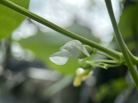 豆角花