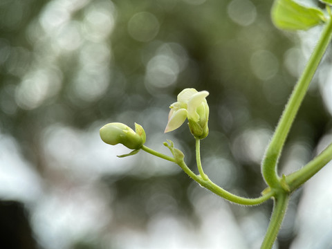 豆角花