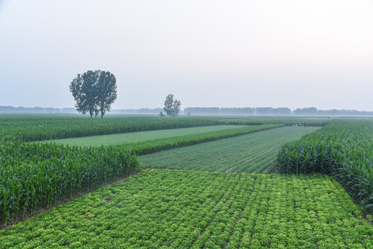 玉米农田风景