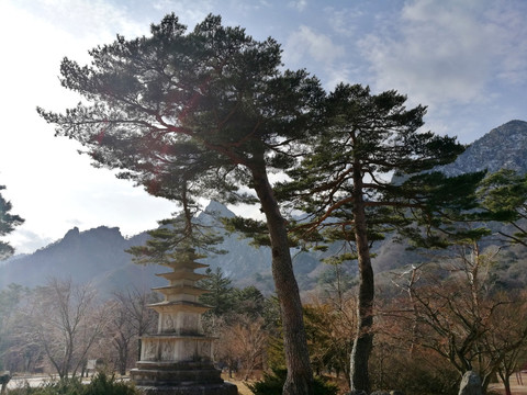 金剛松樹