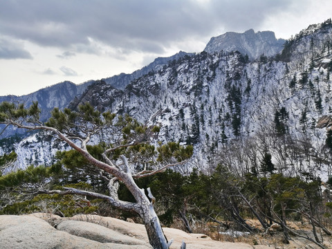 山岩青松