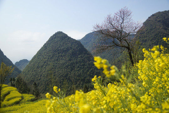 油菜花