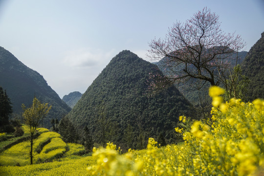 油菜花