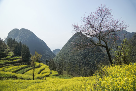 油菜花