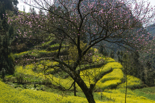 油菜花