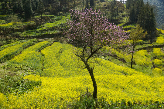 油菜花