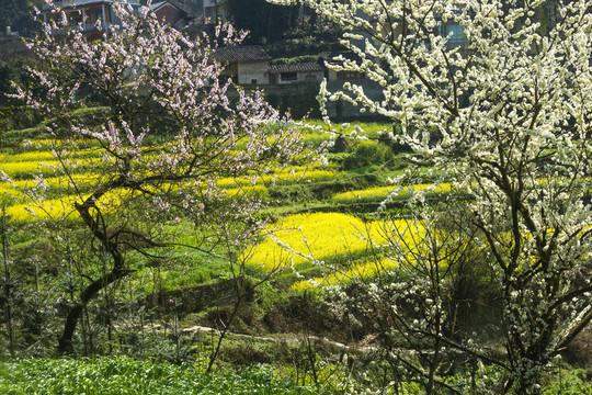 油菜花