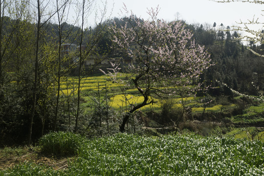 油菜花