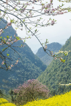 油菜花