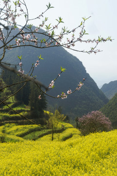 油菜花