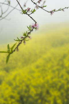 油菜花