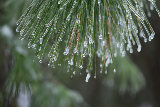 冰雪风光