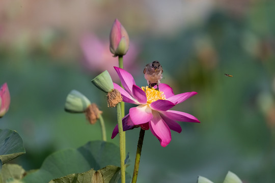 荷花与鸟