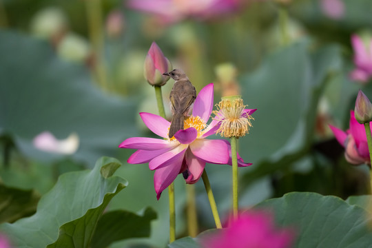 荷花与鸟