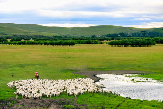 草原湿地放牧羊群