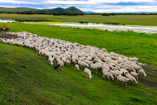 湿地草原河流羊群