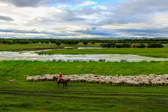 湿地草原骑马羊群