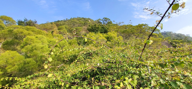 荒山顶