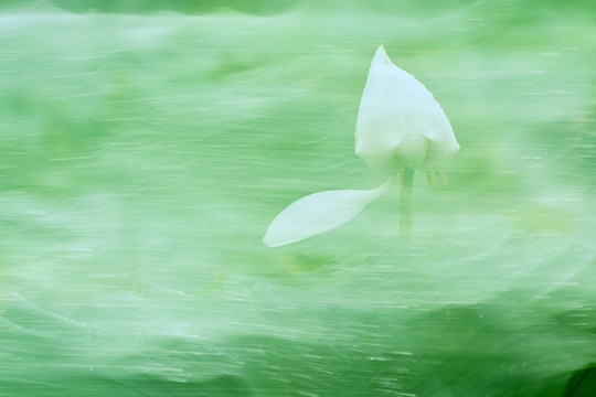 梦幻荷花