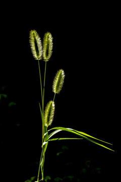 狗尾巴草