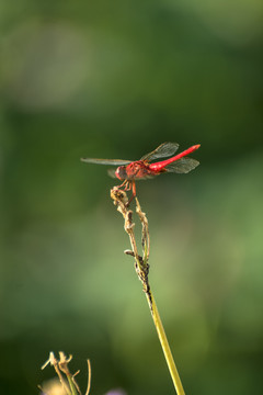 蜻蜓