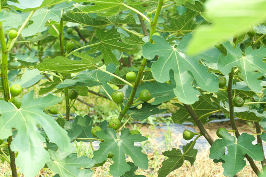 无花果种植