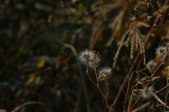 霜冻的秋草