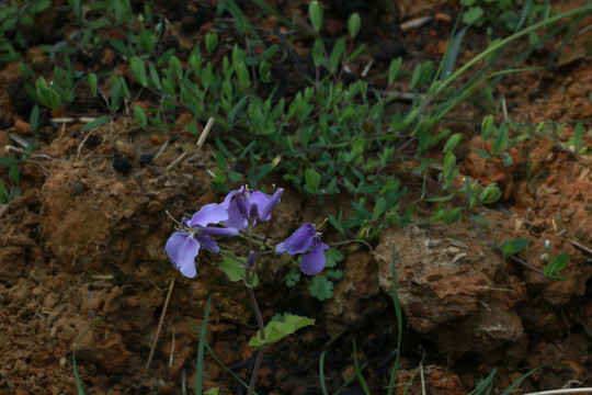 二月兰的紫花