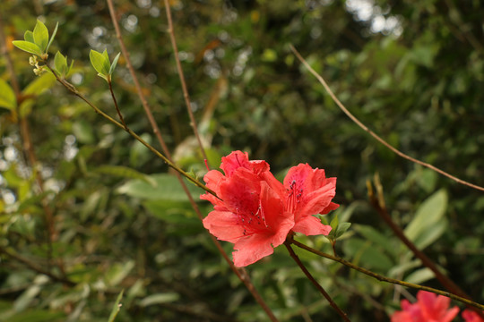 盛开的杜鹃花