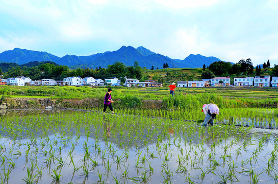 中峰风光W